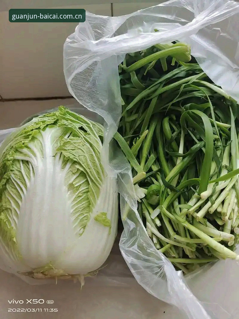 中文版冠军白菜网论坛网官方中国访问下载不了怎么办？场景实测与方案对比说明